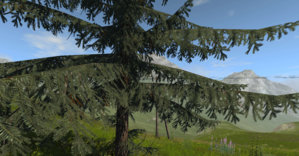 Dougfir detail.jpg