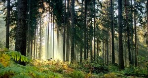 tdc4da9_Nadelwald_im_Nationalpark.jpg