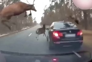 Watch-Car-gets-caught-in-sudden-deer-stampede-on-Michigan-road.jpg