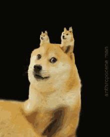 tenor.gif
