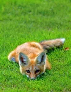 fox.jpg