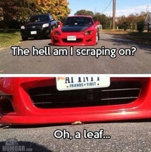 scraping-on-a-leaf.jpg