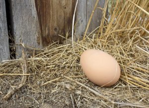 anegg.jpg