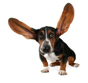 dog-big-ears.jpg
