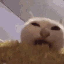 cat-eating-corn.gif