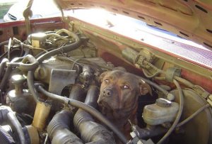 dog-engine.jpg