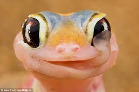 OakGecko