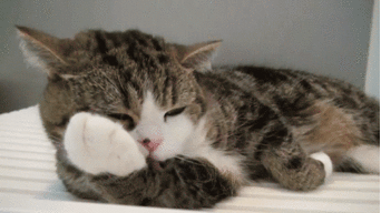 TheKittenHD
