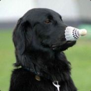 simon 2