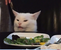 OMG cat