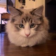 FelinePhenom