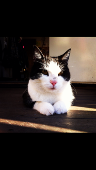 KATTZILLASWE