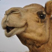Look-at-the-camel