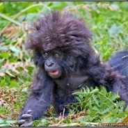 CrazedAdderallMonkey