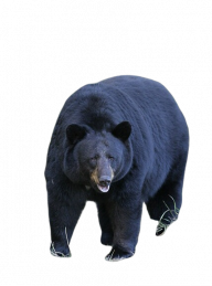 itachipirate