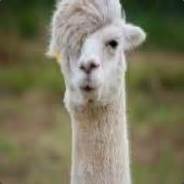 Closet Llama