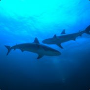 Jrdiver