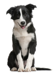 Cole WithTheDogs12