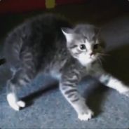 Son Kedi Bükücü
