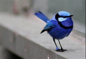 SpotlessBird762