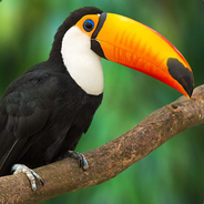 Toucan