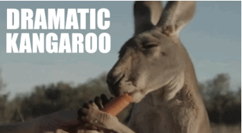 AUSSIECYCLONE