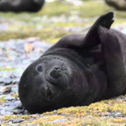 seal