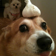 ducki