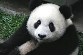 Pandas Are The Best