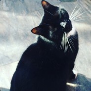 MR MEOW