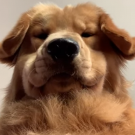 Woggo Doggo?