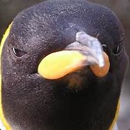 DeflatedPenguin