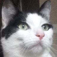 SamTehCat