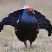 Тетерев тупой