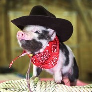 PiGGie PRoBLeMS