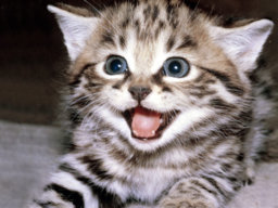 Mr. KittyCat