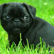 the war pug