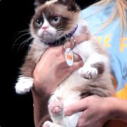 catzforall