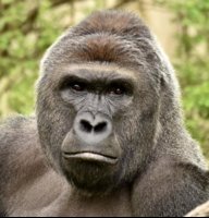 xX_HarambeMemes_Xx