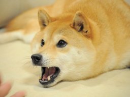 Help doge plzzzzzz