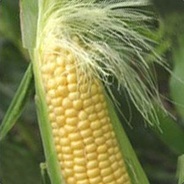 Ear of Corn