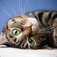 Котик мяу forcedrop.net