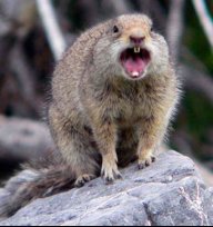 Squirrel001