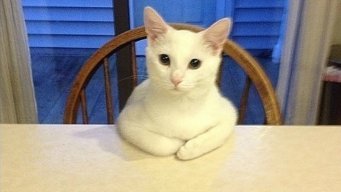 ma_t1