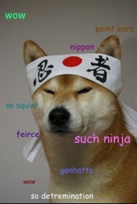 master ninja doge