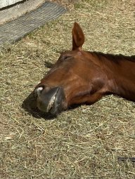 Horsepowered Luke
