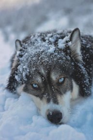 Phantom Wolf