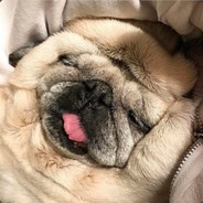 PUG BABIES
