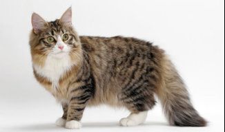 BEAMED-CAT