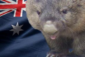 The Wombat